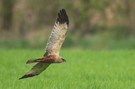 Weihe im Jagdflug