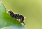 Raupe vom Schlehen-Bürstenspinner