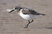Sanderling