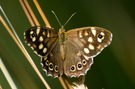 Waldbrettspiel