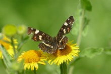 Das Landkärtchen