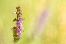 Erste zaghafte Heideblüten