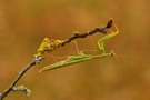 Mantis Religiosa