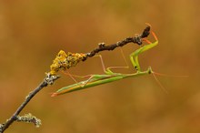 Mantis Religiosa