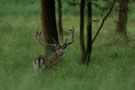 Damhirsch im Bast