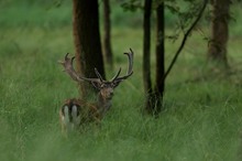 Damhirsch im Bast