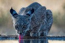 Iberischer Luchs