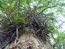 kein Kletterbaum ...