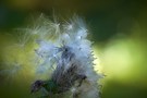 Samenexplosion