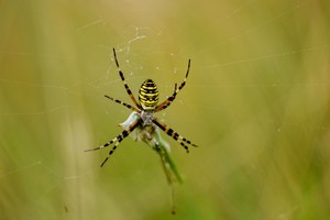Wespenspinne