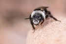 Frontale einer Sandbiene