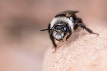 Frontale einer Sandbiene