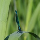 Blauflügel-Prachtlibelle