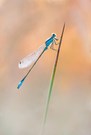 Libelle im letzten Abendlicht