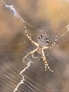 Wespenspinne (Argiope lobata) '25
