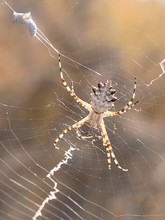 Wespenspinne (Argiope lobata) '25