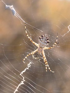 Wespenspinne (Argiope lobata) '25