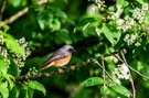 Nachdenklicher Gartenrotschwanz