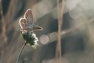 kleiner Sonnenröschenbläuling beim Aufwärmen