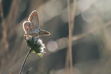 kleiner Sonnenröschenbläuling beim Aufwärmen
