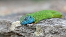 Auf Ameisenjagd