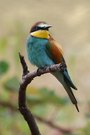 Bienenfresser