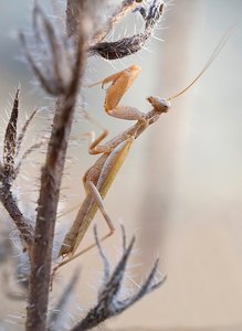 Ameles spallanzania, MÄNNCHEN!