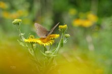 Der Braune Waldvogel