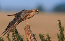 Vorjähriges Wiesenweihenweibchen im Entspannunsmodus
