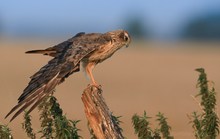 Vorjähriges Wiesenweihenweibchen im Entspannunsmodus