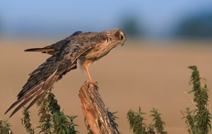 Vorjähriges Wiesenweihenweibchen im Entspannunsmodus