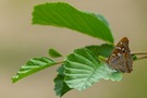 Kleiner Schillerfalter