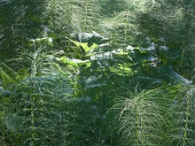 Urzeitwald