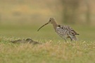 Großer Brachvogel