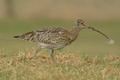 Großer Brachvogel