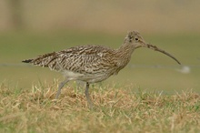 Großer Brachvogel