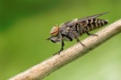 Tabanus bromius