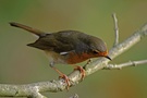 Rotkehlchen (Erithacus rubecula)