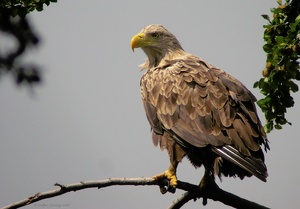 Seeadler