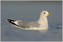 Sturmmöwe (Larus canus)