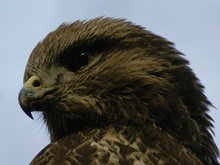 Bussard (Kopf)