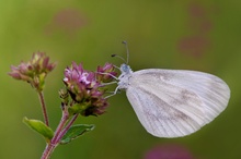 Wood White