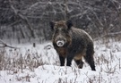 Wildschwein im Winter