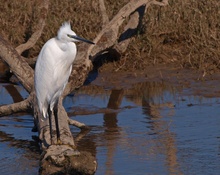 Seidenreiher (Egretta Garzetta) im Wind...