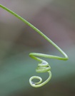 Formen  der Natur