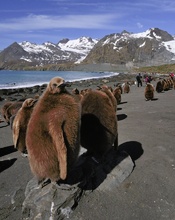 Jungpinguine im Gold Harbour - wildlife