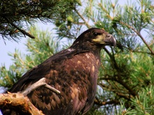 flügger Seeadler ...