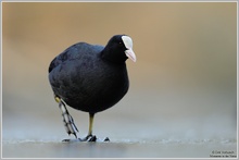 Blässhuhn (Fulica atra)