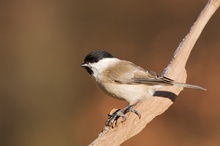 Sumpfmeise(Parus palustris)