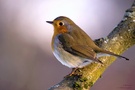 Rotkehlchen (Erithacus rubecula)